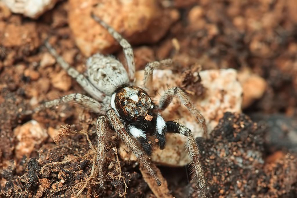 Menemerus semilimbatus - Malta